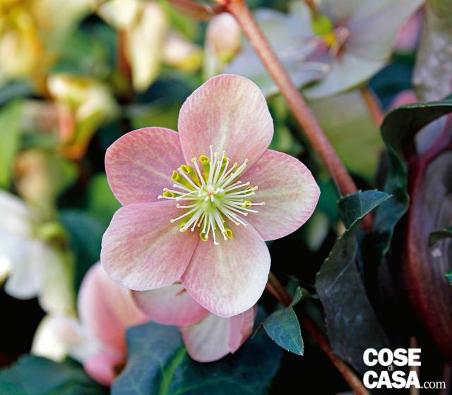 ‘Snow dance’, di altezza paragonabile, con fiori grandi e pesanti che decombono verso l’esterno, ha boccioli rosa polveroso che si aprono in corolle che mescolano in pennellate alternate bianco e rosa dalla diversa intensità così da rendere i fiori stonalizzati fra loro, ma nell’insieme di grande effetto. Particolarmente rustica, indicata per i giardini e i parchi senza recinzione non è brucata dai cervidi. ‘Snow dance’, di altezza paragonabile, con fiori grandi e pesanti che decombono verso l’esterno, ha boccioli rosa polveroso che si aprono in corolle che mescolano in pennellate alternate bianco e rosa dalla diversa intensità così da rendere i fiori stonalizzati fra loro, ma nell’insieme di grande effetto. Particolarmente rustica, indicata per i giardini e i parchi senza recinzione non è brucata dai cervidi.
