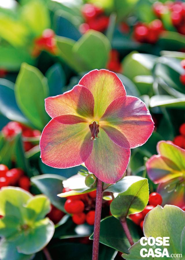 ‘Anna’s red’ fiorisce da febbraio ad aprile. I fiori emergono come boccioli viola-rossi e virano al fucsia-magenta quando si aprono, sfioriti sono ugualmente belli diventano neri-violacei. In trasparenza il fiore regala sovrapposizioni di colori che sembrano essere frutto di un accurato lavoro di design. ‘Anna’s red’ fiorisce da febbraio ad aprile. I fiori emergono come boccioli viola-rossi e virano al fucsia-magenta quando si aprono, sfioriti sono ugualmente belli diventano neri-violacei. In trasparenza il fiore regala sovrapposizioni di colori che sembrano essere frutto di un accurato lavoro di design.