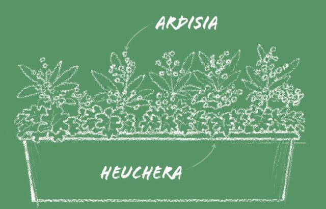 Se le temperature sono miti anche d'inverno, questa cassetta è la migliore. Le ardisie infatti temono il gelo, le heuchere con le basse temperature perdono la parte aerea. Se il clima è tiepido e dolce anche adesso, entrambe continuano a vegetare, non impoverendo i cespi. Porre l'Ardisia come elemento alto, tre per una cassetta di 60 centimetri di lunghezza, da far svettare dietro a un tappeto di heuchere a foglia rossa, vinata o venata. Le heuchere hanno un doppio scopo: mettere in risalto il colore particolare dell’ardisia salmone e riempire la parte bassa degli arbusti che si presentano spogli al piede con la vegetazione concentrata nella parte alta. Se le temperature sono miti anche d'inverno, questa cassetta è la migliore. Le ardisie infatti temono il gelo, le heuchere con le basse temperature perdono la parte aerea. Se il clima è tiepido e dolce anche adesso, entrambe continuano a vegetare, non impoverendo i cespi. Porre l'Ardisia come elemento alto, tre per una cassetta di 60 centimetri di lunghezza, da far svettare dietro a un tappeto di heuchere a foglia rossa, vinata o venata. Le heuchere hanno un doppio scopo: mettere in risalto il colore particolare dell’ardisia salmone e riempire la parte bassa degli arbusti che si presentano spogli al piede con la vegetazione concentrata nella parte alta.