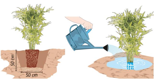 Si scava una buca profonda circa 50 cm e larga altrettanto. Sul fondo si dispone uno strato di terra ricca di humus, mista a concime organico (per esempio letame, anche in pellet; una manciata è sufficiente). Quindi si svasa la pianta di bambù e la si appoggia entro la buca Si scava una buca profonda circa 50 cm e larga altrettanto. Sul fondo si dispone uno strato di terra ricca di humus, mista a concime organico (per esempio letame, anche in pellet; una manciata è sufficiente). Quindi si svasa la pianta di bambù e la si appoggia entro la buca