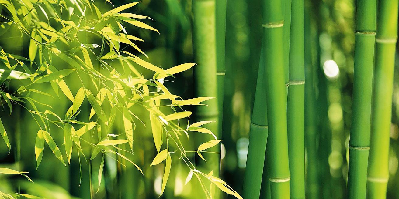 Piantare e curare il bambù in giardino o nell'orto - Cose di Casa