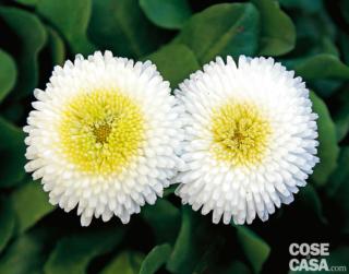 bellis-perennis