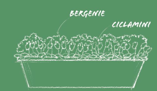 Se il balcone è soleggiato per mezza giornata, al mattino oppure al pomeriggio, significa che è esposto a Est oppure Ovest. I vasi fioriti a febbraio che vi proponiamo contengono i ciclamini e, da marzo, le bergenie. In una cassetta abbastanza larga ponete davanti i ciclamini, magari utilizzandone di due colori diversi alternati fra loro, oppure con varietà di taglia diversa con i piccoli vicini al bordo; sul fondo una fila di bergenie. La distanza fra le piante è data dal loro ingombro così da creare un fondale continuo. Bergenie e ciclamini hanno esigenze simili per quel che riguarda il fabbisogno d’acqua. Bagnate con moderazione ma spesso in modo da mantenere il terriccio sempre fresco. Se il balcone è soleggiato per mezza giornata, al mattino oppure al pomeriggio, significa che è esposto a Est oppure Ovest. I vasi fioriti a febbraio che vi proponiamo contengono i ciclamini e, da marzo, le bergenie. In una cassetta abbastanza larga ponete davanti i ciclamini, magari utilizzandone di due colori diversi alternati fra loro, oppure con varietà di taglia diversa con i piccoli vicini al bordo; sul fondo una fila di bergenie. La distanza fra le piante è data dal loro ingombro così da creare un fondale continuo. Bergenie e ciclamini hanno esigenze simili per quel che riguarda il fabbisogno d’acqua. Bagnate con moderazione ma spesso in modo da mantenere il terriccio sempre fresco.