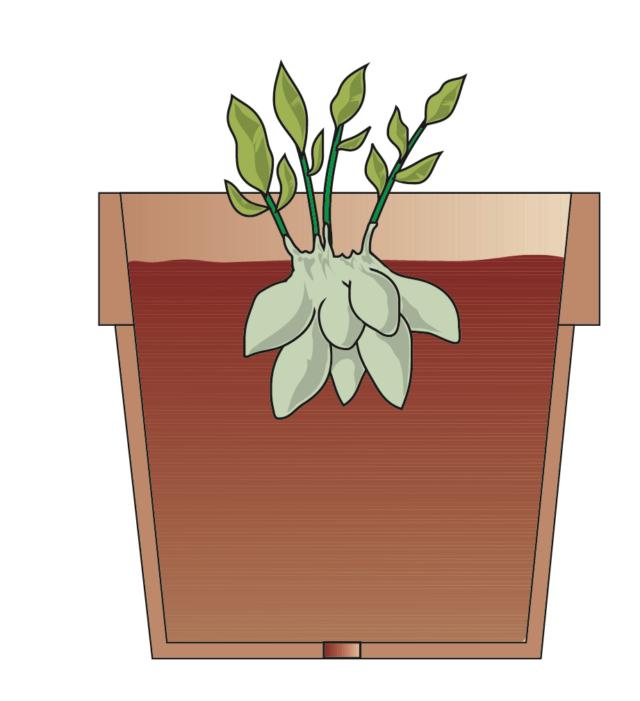 2. Nel giro di pochi giorni le piante entreranno in vegetazione. Aspettare che il germoglio si sviluppi di 15 cm, quindi estrarre il rizoma e staccarne, con una lama affilata, alcune porzioni dotate di almeno un germoglio. 2. Nel giro di pochi giorni le piante entreranno in vegetazione. Aspettare che il germoglio si sviluppi di 15 cm, quindi estrarre il rizoma e staccarne, con una lama affilata, alcune porzioni dotate di almeno un germoglio.
