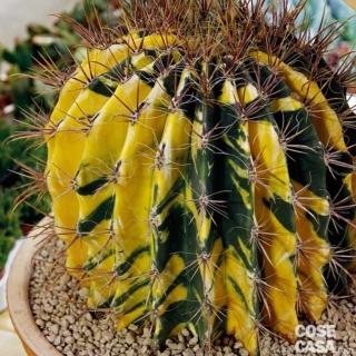ferocactus