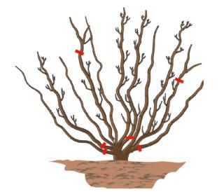 potare-ribes-1 potare-ribes-1