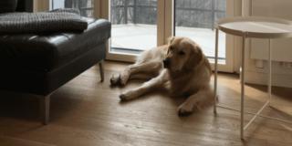 Cani in condominio: e se il regolamento ne vieta la presenza?