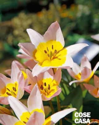 tulipano Tulipa linifolia in forma di stelle rosso scarlatte con centro nero e tulipano Tulipa saxatilis tulipano Tulipa linifolia in forma di stelle rosso scarlatte con centro nero e tulipano Tulipa saxatilis