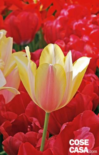 tulipano Blushing lady centro è giallo circondato da un anello rosso rosa sfumato per ripetere di nuovo il giallo con grosse venature bianco tulipano Blushing lady centro è giallo circondato da un anello rosso rosa sfumato per ripetere di nuovo il giallo con grosse venature bianco