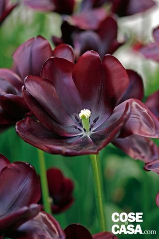 tulipano Café noir colore nero perfetto tulipano Café noir colore nero perfetto