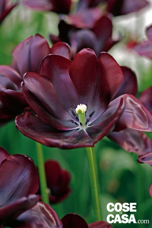 tulipano Café noir colore nero perfetto tulipano Café noir colore nero perfetto