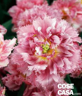 tulipano Cool crystal bordo sfrangiato tulipano Cool crystal bordo sfrangiato