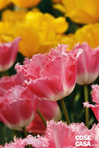 tulipani Francy Frills colore rosa tulipani Francy Frills colore rosa