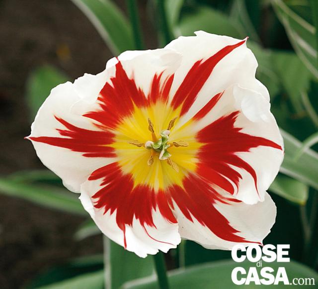 tulipano Happy generation colore di fondo bianco su cui si disegnano fiammate rosse tulipano Happy generation colore di fondo bianco su cui si disegnano fiammate rosse