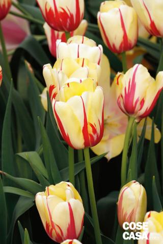 tulipano Twinkle bianco e giallo su cui spicca il disegno in color rosso intenso tulipano Twinkle bianco e giallo su cui spicca il disegno in color rosso intenso