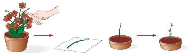 Con un taglierino affilato e ben pulito, staccare da una pianta sana una porzione di fusticino lunga 8-10 cm. Lasciare asciugare la talea su un pezzo di carta assorbente da cucina per uno o due giorni.Quindi riempire un vasetto di 8 cm di diametro con un mix formato da terriccio e sabbia in parti uguali. Inserire la talea e spostare il vasetto in un ambiente luminoso alla temperatura di 20-22°C, controllando che il terriccio sia sempre leggermente umido.A questa temperatura la talea radica nel giro di poche settimane, dando origine a nuovi germogli e quindi a una nuova pianta. Con un taglierino affilato e ben pulito, staccare da una pianta sana una porzione di fusticino lunga 8-10 cm. Lasciare asciugare la talea su un pezzo di carta assorbente da cucina per uno o due giorni.Quindi riempire un vasetto di 8 cm di diametro con un mix formato da terriccio e sabbia in parti uguali. Inserire la talea e spostare il vasetto in un ambiente luminoso alla temperatura di 20-22°C, controllando che il terriccio sia sempre leggermente umido.A questa temperatura la talea radica nel giro di poche settimane, dando origine a nuovi germogli e quindi a una nuova pianta.