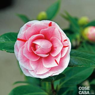 camelia