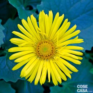 Doronicum orientale "Little Leo". Doronicum orientale "Little Leo".