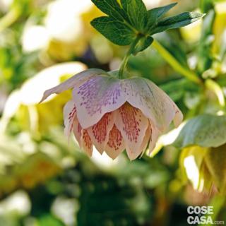 helleborus-cinderella helleborus-cinderella