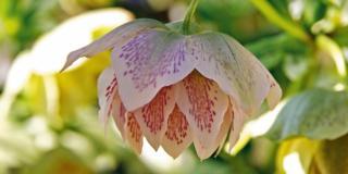 Helleborus orientalis ‘Cinderella’ – elleboro
