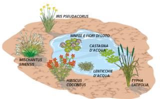 laghetto-piante laghetto-piante