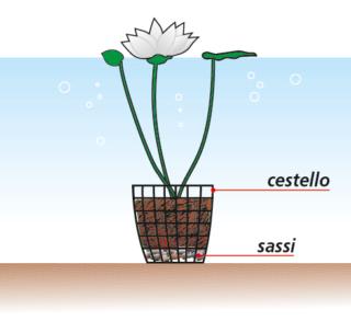 piante-acquatiche piante-acquatiche