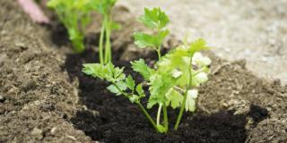 Nell’orto, preparare le aiuole per la semina e i trapianti