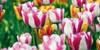 Curare i tulipani fioriti e farli durare a lungo