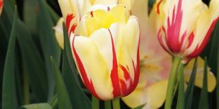 Come scegliere i tulipani per il giardino