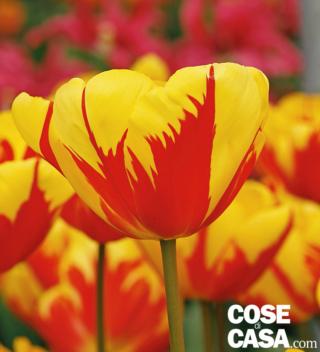 tulipani Holland Queen colore giallo intenso con un disegno rosso vermiglio tulipani Holland Queen colore giallo intenso con un disegno rosso vermiglio