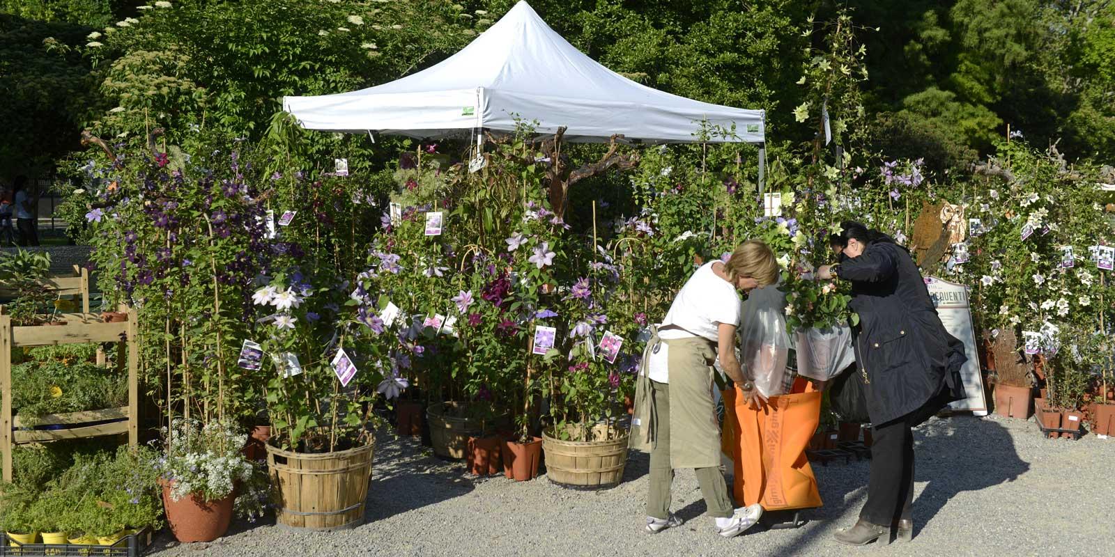 Come e perché seminare i fiori in giardino - Sementi Dotto