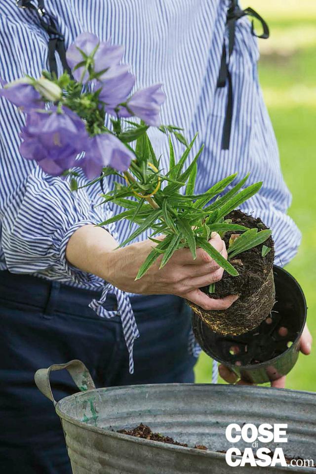 composizione di primavera, svasare la campanula composizione di primavera, svasare la campanula