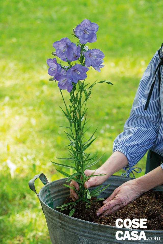composizione di primavera, inserire la campanula nel terriccio composizione di primavera, inserire la campanula nel terriccio