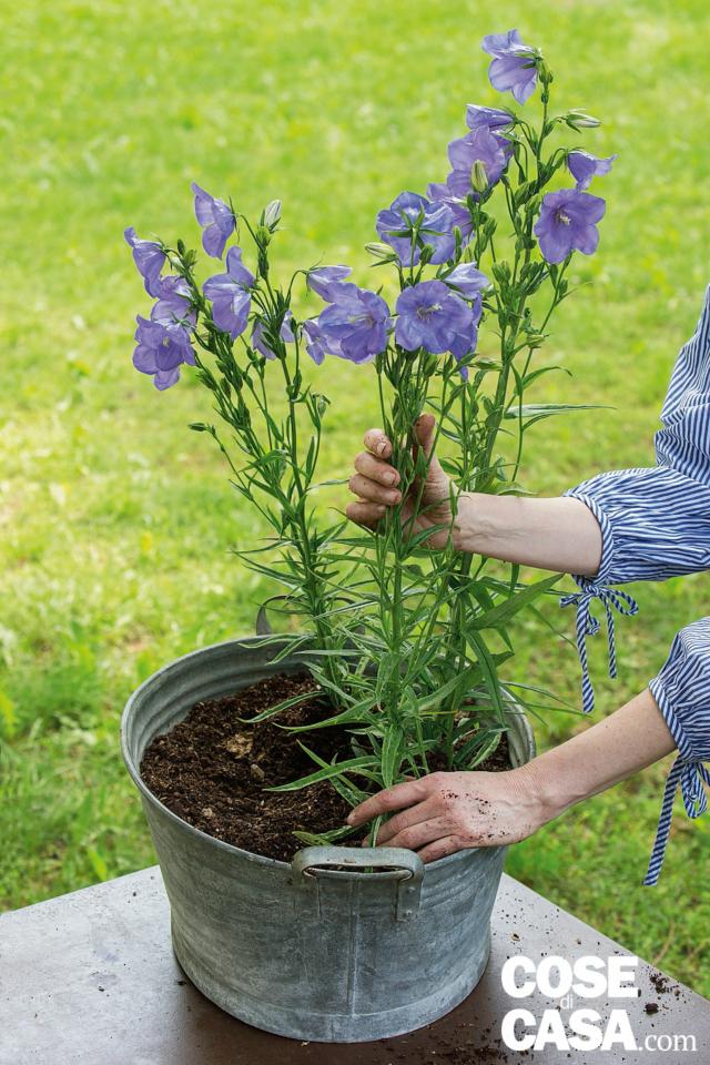 composizione di primavera, disporre le tre campanule a triangolo composizione di primavera, disporre le tre campanule a triangolo