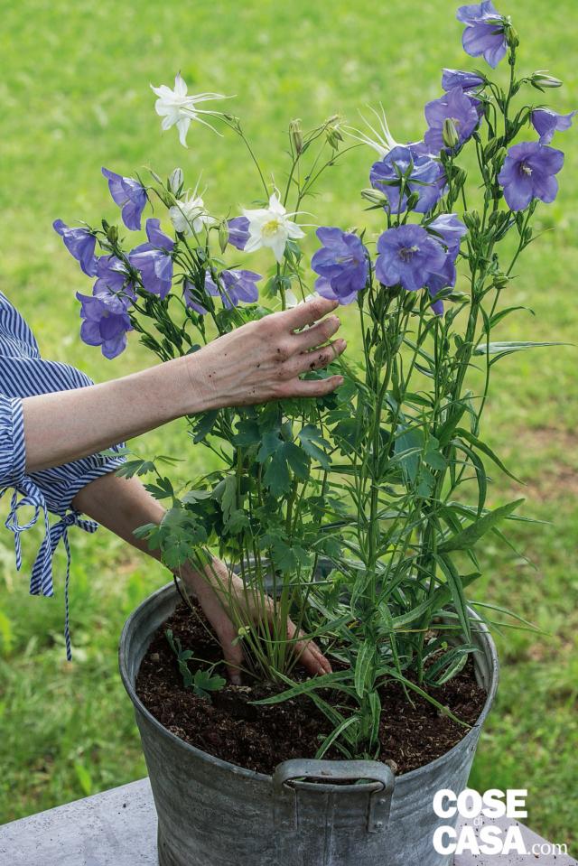 composizione: aggiungere l'aquilegia bianca alla campanula composizione: aggiungere l'aquilegia bianca alla campanula