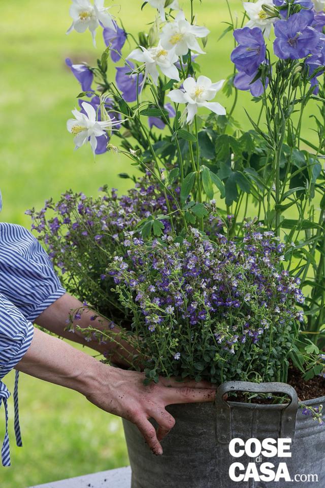 composizione di primavera, sul davanti inerire il Chaenorhinum oltre campanula composizione di primavera, sul davanti inerire il Chaenorhinum oltre campanula