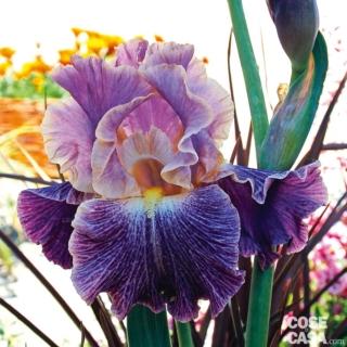 iris-elisabethan