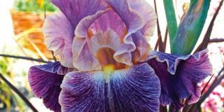 Iris ‘Elizabethan age’
