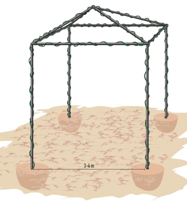 Il numero di piante da mettere a dimora varia in base alle dimensioni della pergola. Lo sviluppo delle specie descritte è generalmente vigoroso e fa sì che, nel caso di una pergola di medie dimensioni (3-4 m x 3-4 m), sia più che sufficiente mettere a dimora una pianta per angolo, in corrispondenza della struttura portante, che fungerà da tutore al quale si aggrapperà durante la crescita. Il numero di piante da mettere a dimora varia in base alle dimensioni della pergola. Lo sviluppo delle specie descritte è generalmente vigoroso e fa sì che, nel caso di una pergola di medie dimensioni (3-4 m x 3-4 m), sia più che sufficiente mettere a dimora una pianta per angolo, in corrispondenza della struttura portante, che fungerà da tutore al quale si aggrapperà durante la crescita.