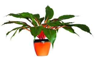 Clorophytum Green Orange Clorophytum Green Orange