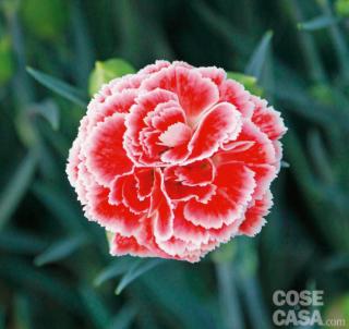 Dianthus-coral-reef