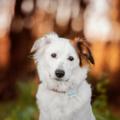 Tractive GPS Tracker Localizzatore Animali Domestici