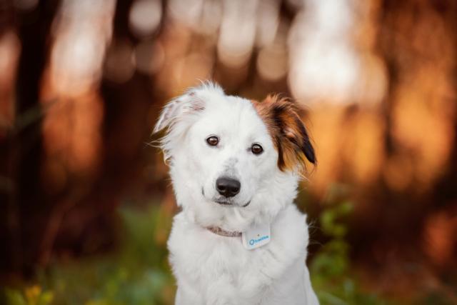 Tractive GPS Tracker Localizzatore Animali Domestici Tractive GPS Tracker Localizzatore Animali Domestici