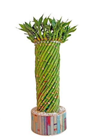 Lucky bamboo