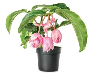 Beautiful blooming Medinilla plant on white background