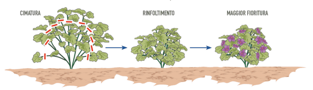 Per favorire l’accestimento di un cespuglio di malva o anche di malvone, è bene cimarne le punte, raccorciando i rami di circa 5 cm. Quest’operazione va eseguita in primavera, tra aprile e maggio. In questo modo la pianta viene indotta a emettere germogli laterali e a infittirsi, così da assumere un aspetto più pieno e compatto. Gli apici cimati sono l’ideale per la creazione di talee. Per favorire l’accestimento di un cespuglio di malva o anche di malvone, è bene cimarne le punte, raccorciando i rami di circa 5 cm. Quest’operazione va eseguita in primavera, tra aprile e maggio. In questo modo la pianta viene indotta a emettere germogli laterali e a infittirsi, così da assumere un aspetto più pieno e compatto. Gli apici cimati sono l’ideale per la creazione di talee.