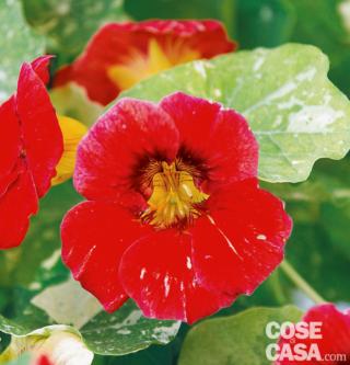 Tropaeolum-majus