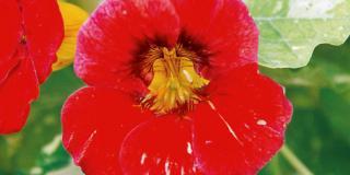 Tropaeolum majus Alaska ‘Raspberry’ – nasturzio