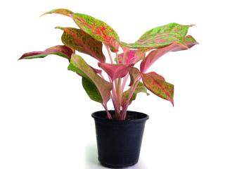 caladium caladium