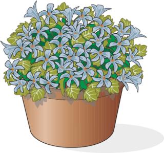 campanule-1 campanule-1